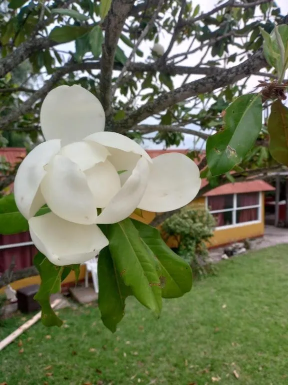 Flor de magnolia en el jardín de las cabañas