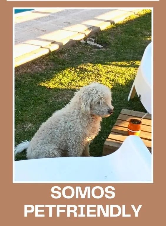 Caniche blanco descansando en el parque de las cabañas